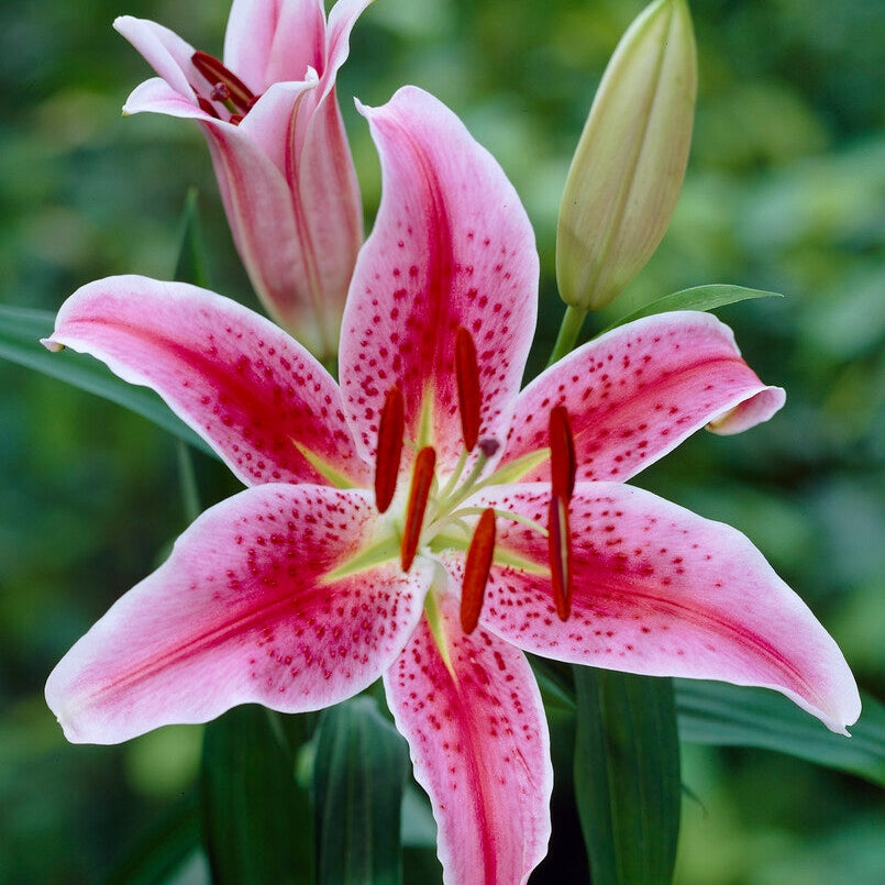 Orientalsk lilje-Lilium Oriental Stargazer 2-pakning
